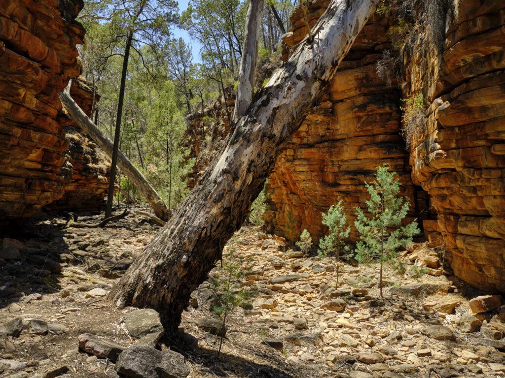 Australia, Southern Australia, Alligator Gorge. Alligator gorge, an ancient gorge cut out by the Alligator Creek, is located in the Remarkable National Park in the Southern Flinders Ranges, SA.