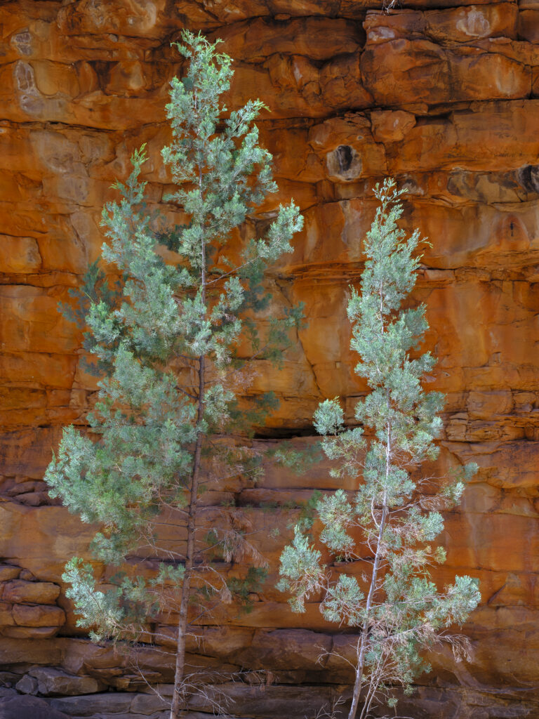 Australia, Southern Australia, Alligator Gorge. Alligator gorge, an ancient gorge cut out by the Alligator Creek, is located in the Remarkable National Park in the Southern Flinders Ranges, SA.