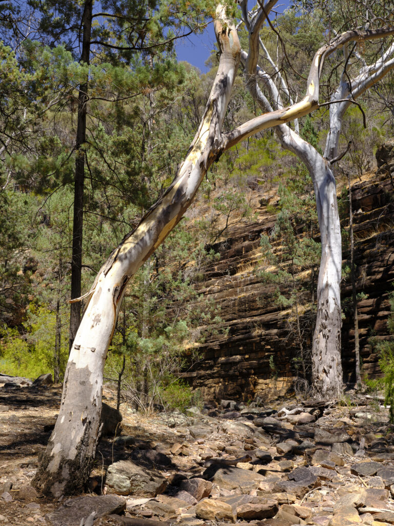 Australia, Southern Australia, Alligator Gorge. Alligator gorge, an ancient gorge cut out by the Alligator Creek, is located in the Remarkable National Park in the Southern Flinders Ranges, SA.