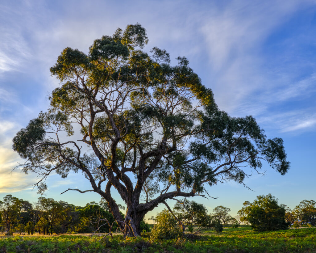 Australia, Victoria, Victoria Valley. Gum tree at last light, photographed on a summers evening in the Grampians.