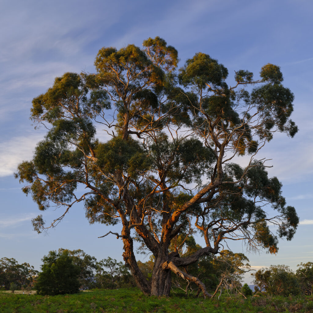 Australia, Victoria, Victoria Valley. Gum tree at last light, photographed on a summers evening in the Grampians.