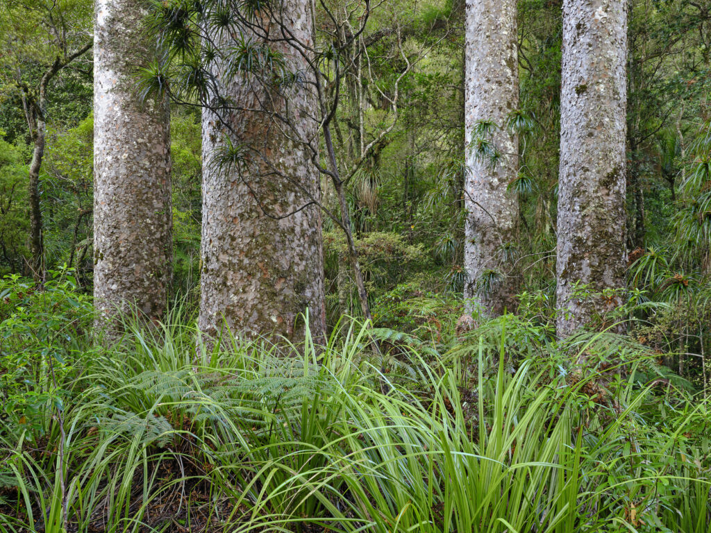 New Zealand, North Island, Puketi Forest. Kauri Trees growing in the Puketi Forest in Northland New Zealand.