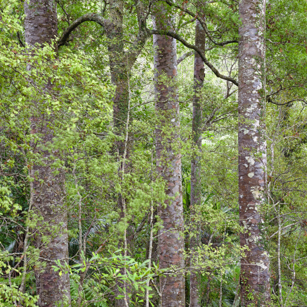 New Zealand, North Island, Waipoua Forest. Kauri Trees growing in the Waipoua Forest in Northland New Zealand.