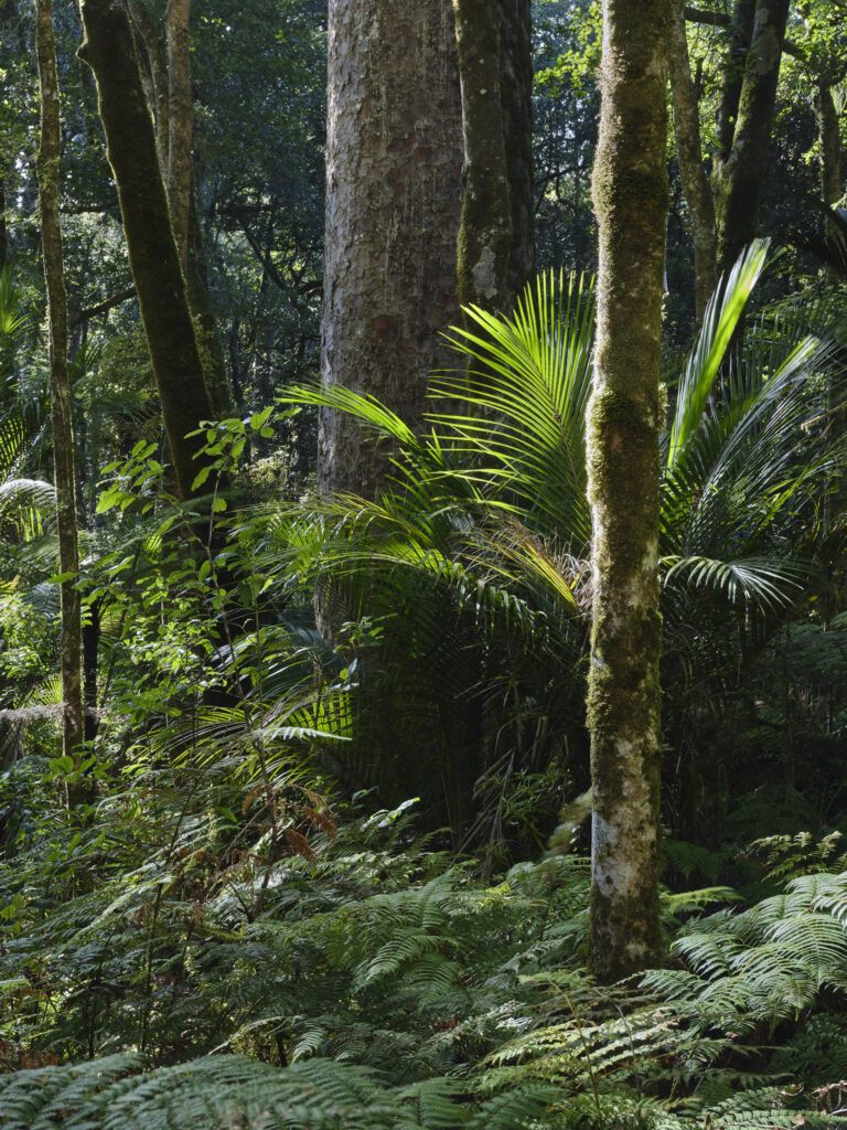 New Zealand, North Island, Trounson Kauri Park. Kauri Trees growing in the Trounson Kauri Park in Northland New Zealand.