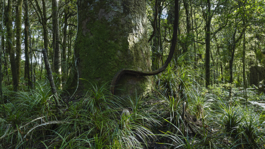New Zealand, North Island, Trounson Kauri Park. Kauri Trees growing in the Trounson Kauri Park in Northland New Zealand.