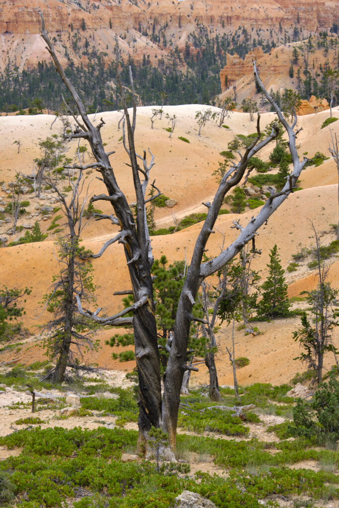 United States of America, Utah, Bryce Canyon National Park. Hoodoos dominate the landscape of the Bryce Amphitheater in the Bryce Canyon National Park.