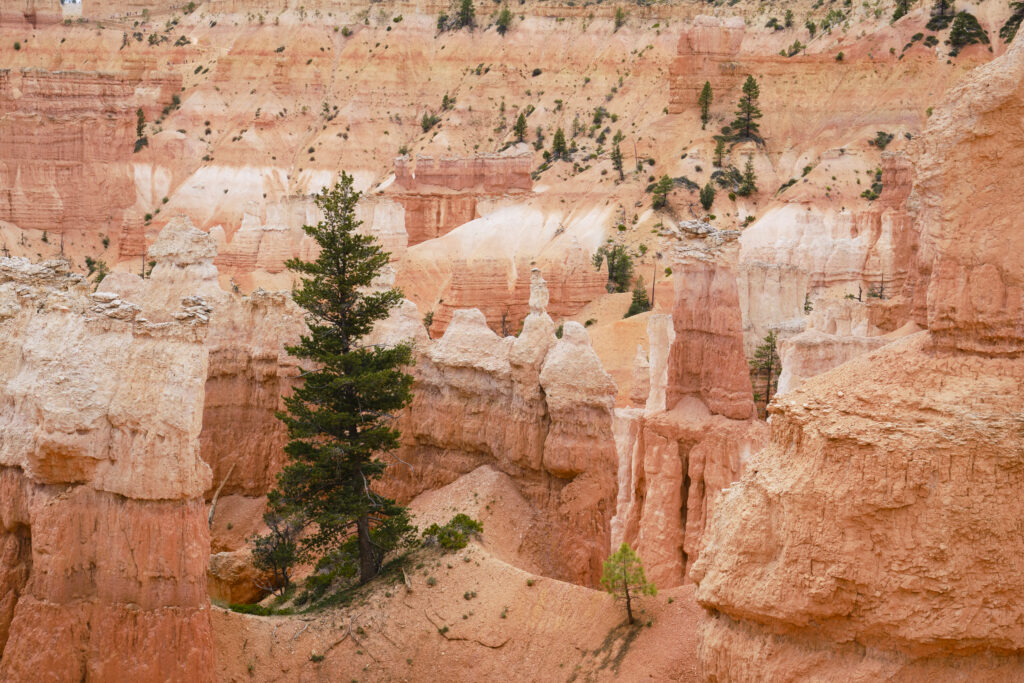 United States of America, Utah, Bryce Canyon National Park. Hoodoos dominate the landscape of the Bryce Amphitheater in the Bryce Canyon National Park.