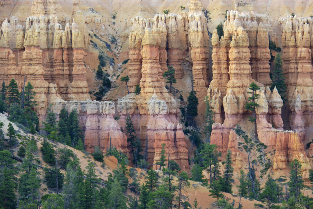 United States of America, Utah, Bryce Canyon National Park. Hoodoos dominate the landscape of the Bryce Amphitheater in the Bryce Canyon National Park.