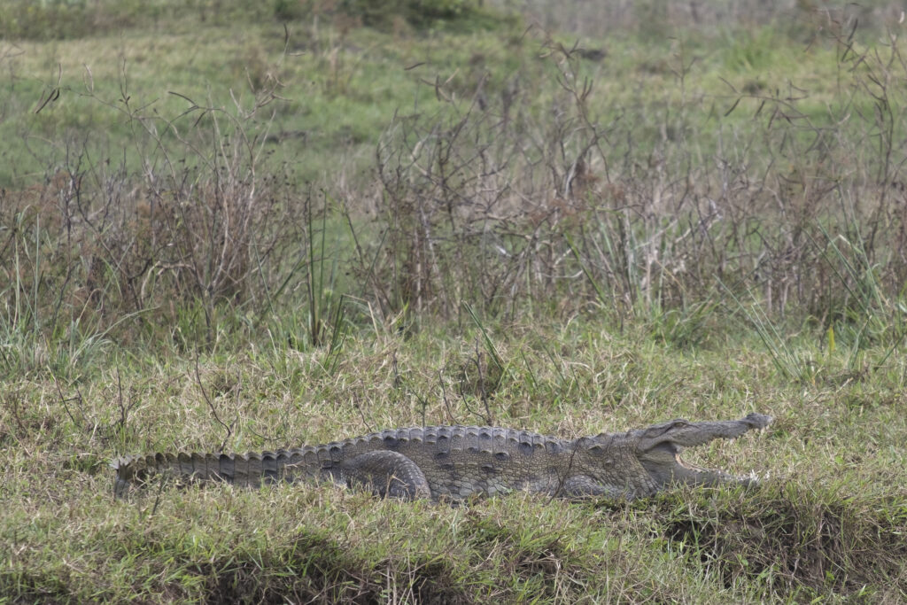 Sri Lanka, Ratnapura District, Udawalawa National Park. Crocodile in the Udawalawa National Park