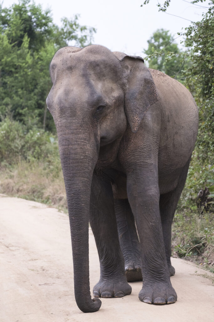 Sri Lanka, Ratnapura District, Udawalawa National Park. Sri Lankan elephants viewd on safari at the Udawalawa National Park