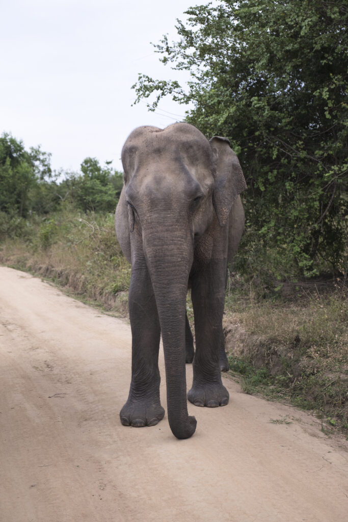 Sri Lanka, Ratnapura District, Udawalawa National Park. Sri Lankan elephants viewd on safari at the Udawalawa National Park