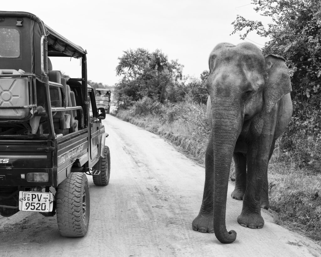Sri Lanka, Ratnapura District, Udawalawa National Park. Sri Lankan elephants viewd on safari at the Udawalawa National Park