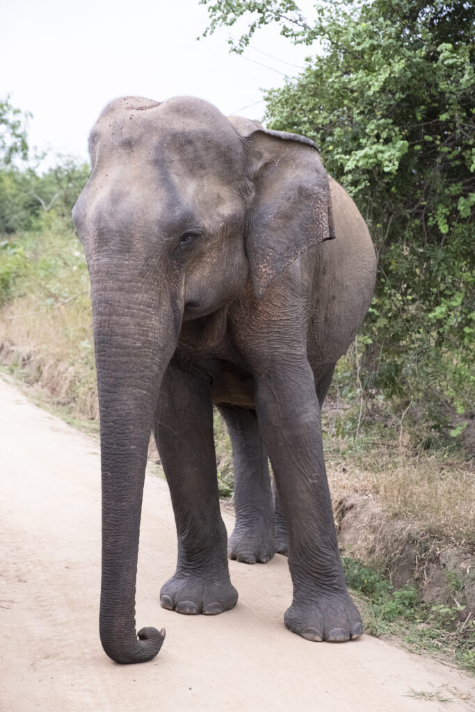 Sri Lanka, Ratnapura District, Udawalawa National Park. Sri Lankan elephants viewd on safari at the Udawalawa National Park