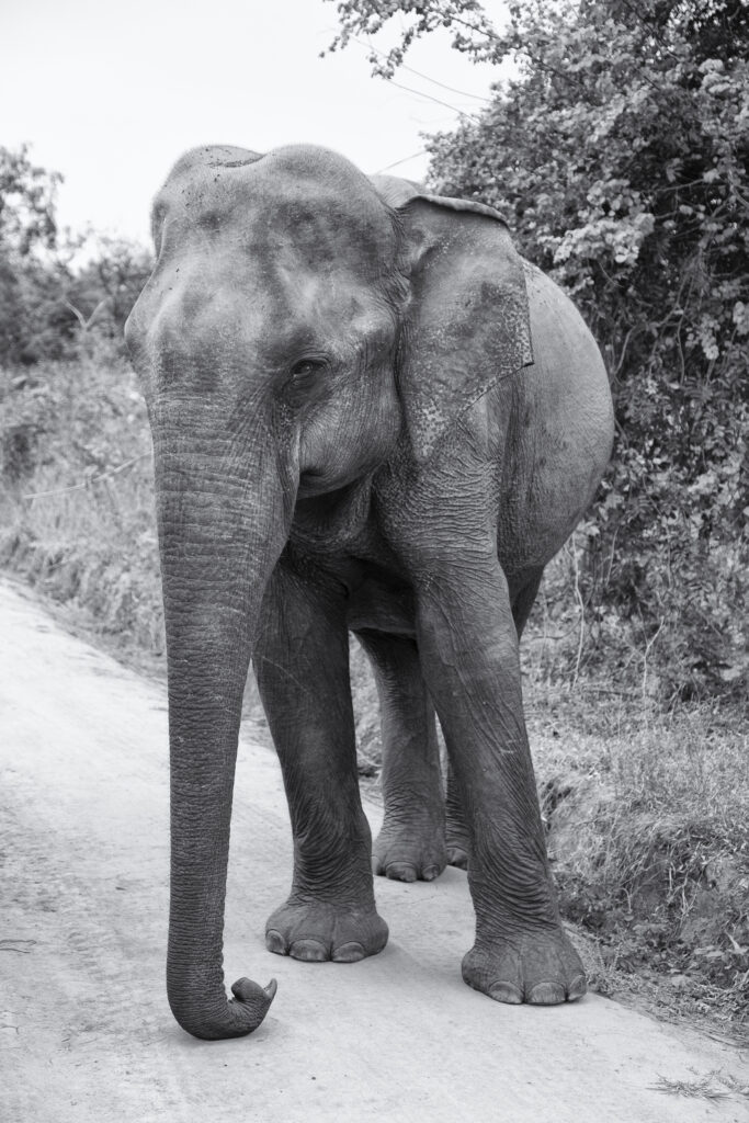 Sri Lanka, Ratnapura District, Udawalawa National Park. Sri Lankan elephants viewd on safari at the Udawalawa National Park