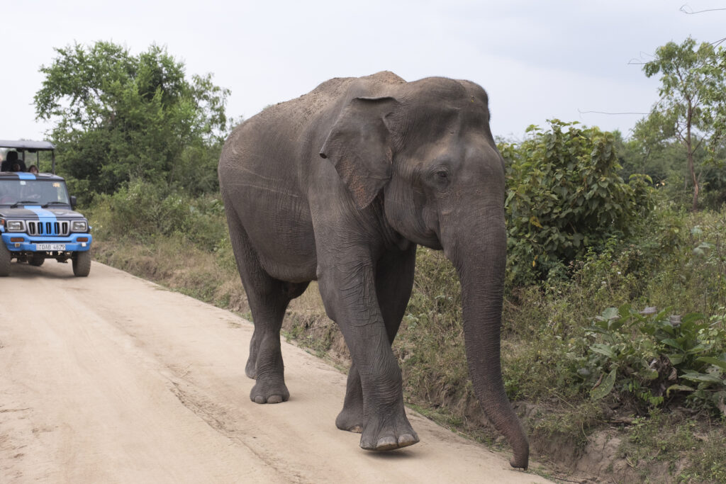 Sri Lanka, Ratnapura District, Udawalawa National Park. Sri Lankan elephants viewd on safari at the Udawalawa National Park