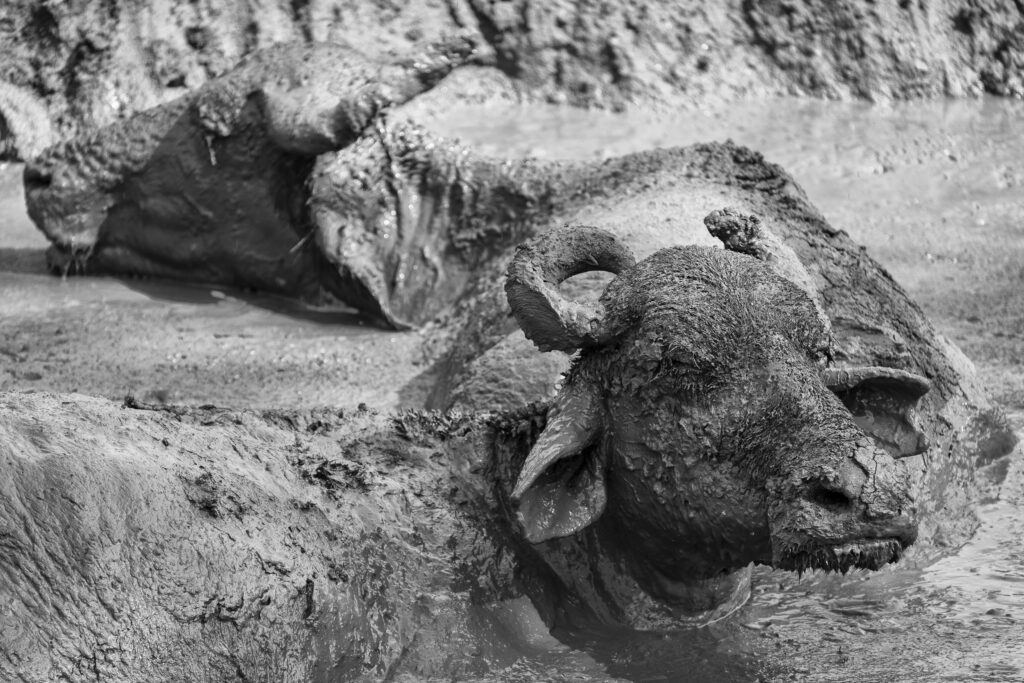 Sri Lanka, Ratnapura District, Udawalawa National Park. Water buffalo wallow in mud in the Udawalawa National Park