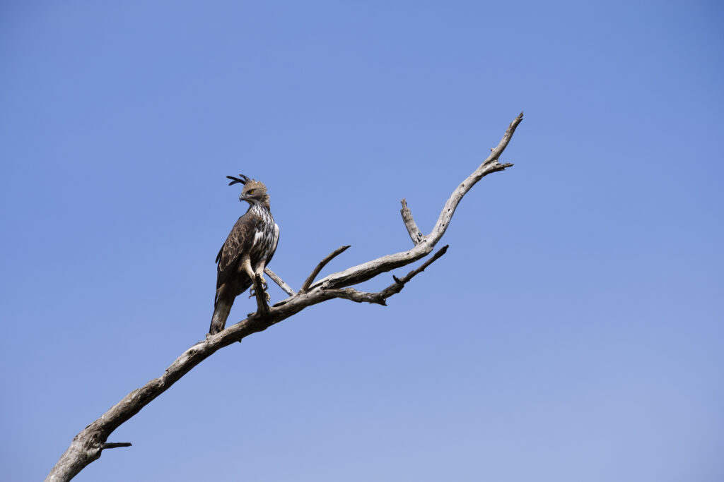 Sri Lanka, Ratnapura District, Udawalawa National Park. Bird of prey in the Udawalawa National Park.