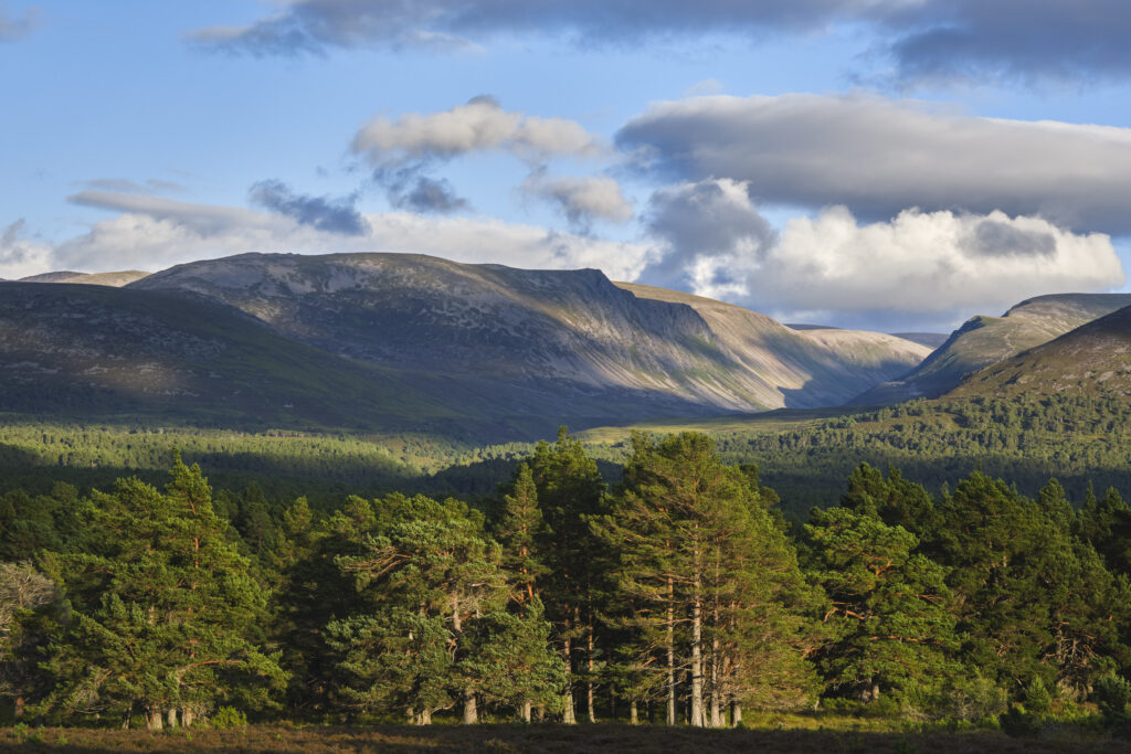 Scotland, Scottish Highlands, Cairngorms National Park. The Caledonian Forest of the Rothiemurchus estate with the Cairngorm Mountain range in the distance and the route of the infamous Lairig Ghru.