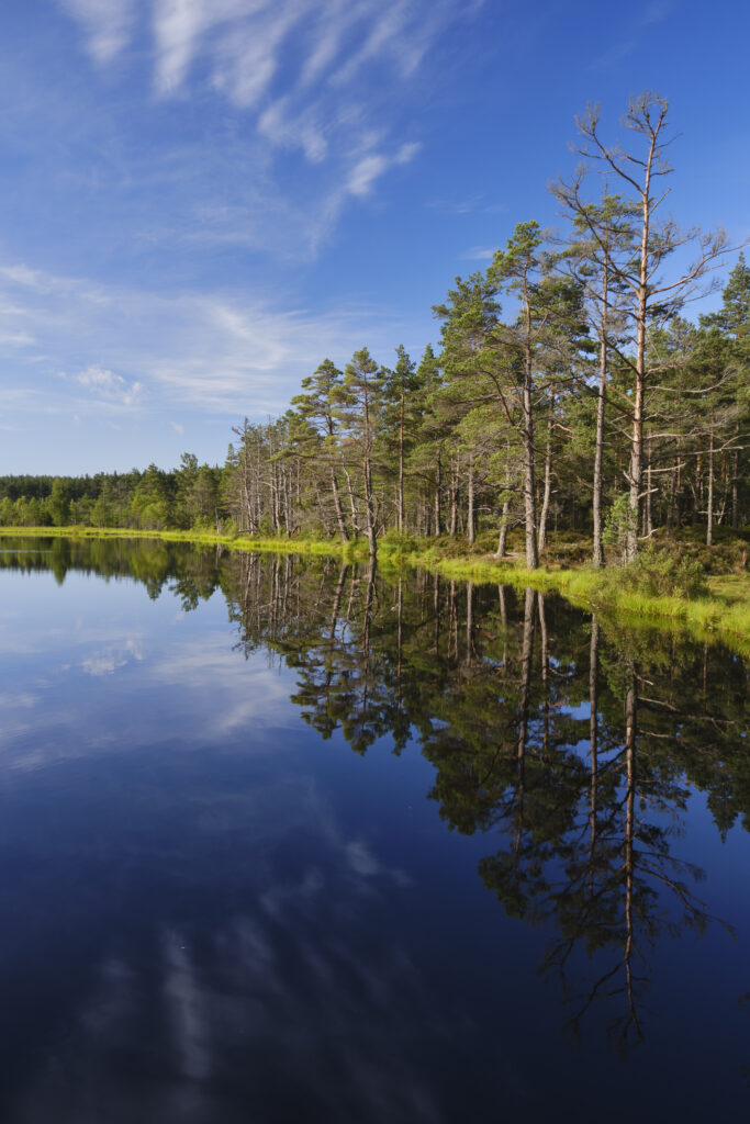 Scotland, Scottish Highlands, Cairngorms National Park. Native forest reflected upon the still loch waters of the Uath Lochans in Inshriach Forest near Kincraig, Strathspey