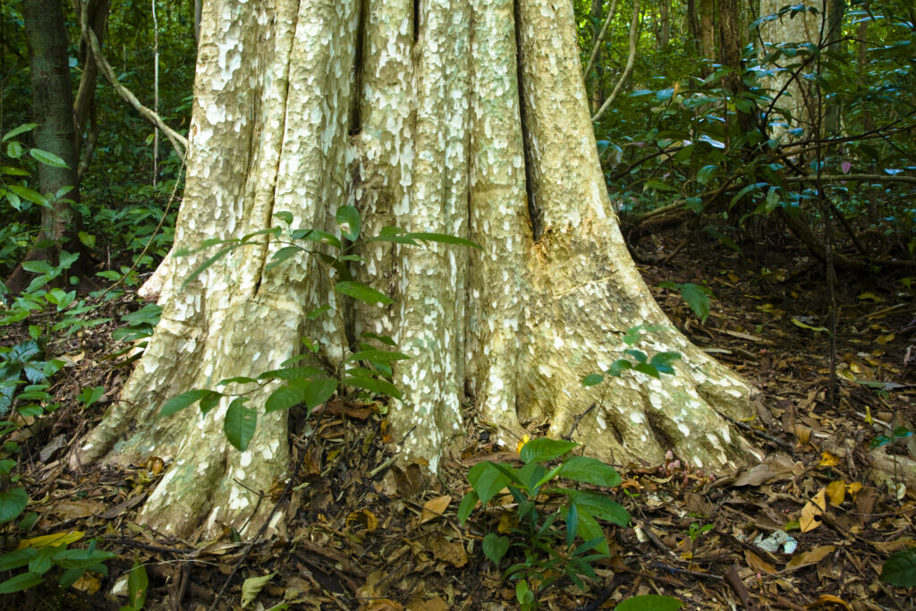 Laos, Ban Na Hin. Typical native trees and vegetation in woodland in the jungle near Ban Na Hin in Laos.