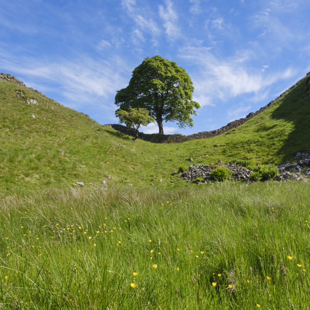 England, Northumberland, Sycamore Gap, Northumberland National Park. Sycamore Gap, a famous landmark along Hadrians Wall in the Hadrians Wall World Heritage Site.