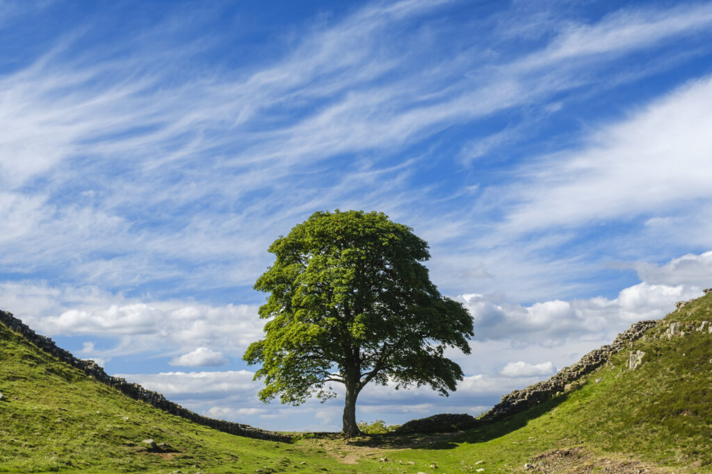 England, Northumberland, Sycamore Gap, Northumberland National Park. Sycamore Gap, a famous landmark along Hadrians Wall in the Hadrians Wall World Heritage Site.