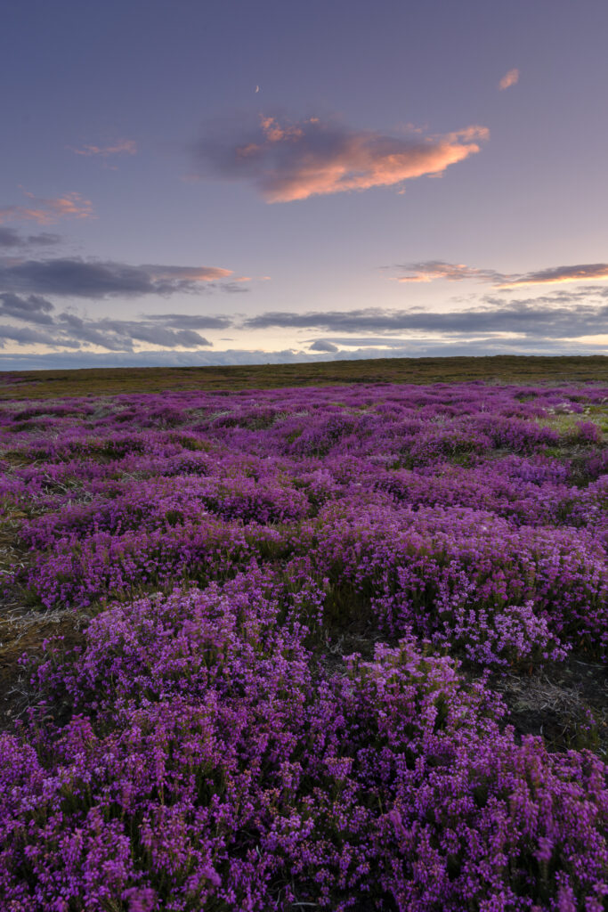 England, North Yorkshire, North York Moors National Park. The purple colours of flowering heather at sunset in the National Park near Fryup.