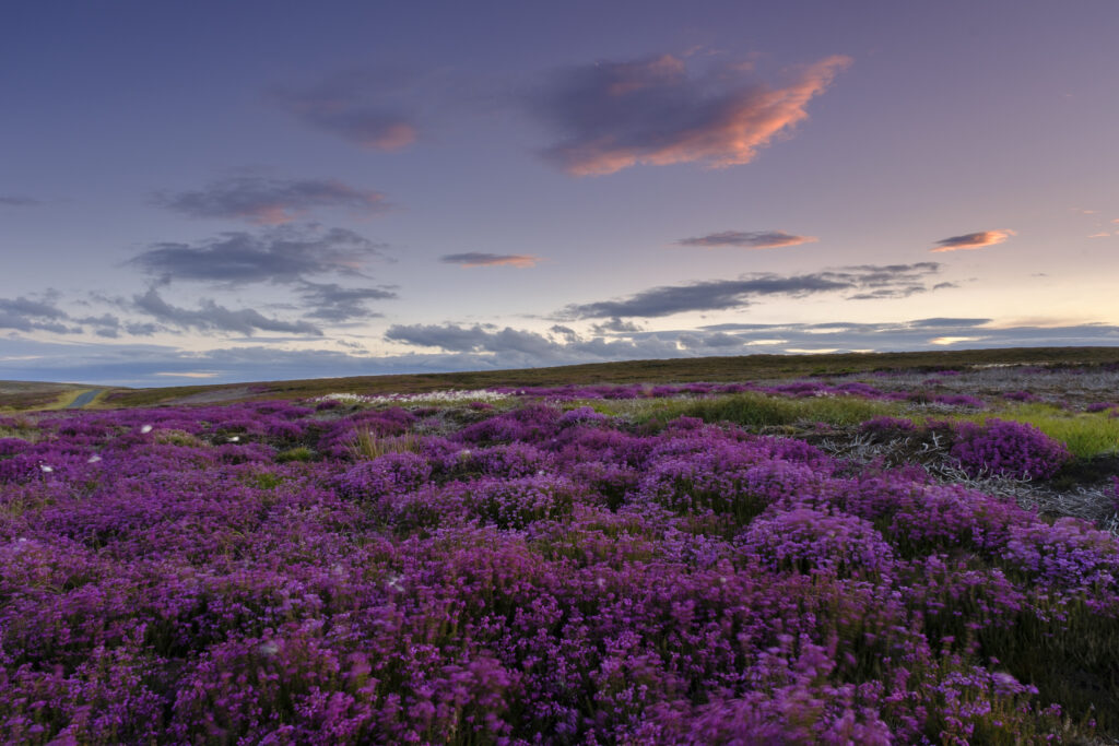 England, North Yorkshire, North York Moors National Park. The purple colours of flowering heather at sunset in the National Park near Fryup.
