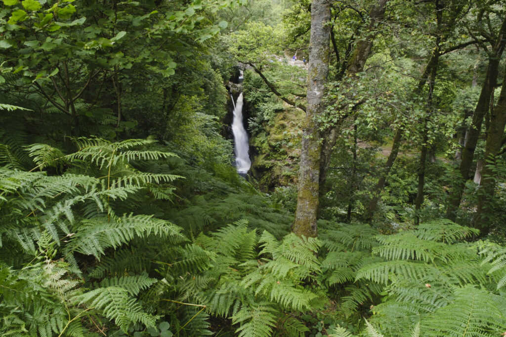 England, Cumbria, Lake District National Park. Aira Force is a powerful body of water near the shores of Ullswater. A circular walk follows both sides of the falls with a picturesque stone bridge providing the means to cross the 70ft dramatic drop of the water.