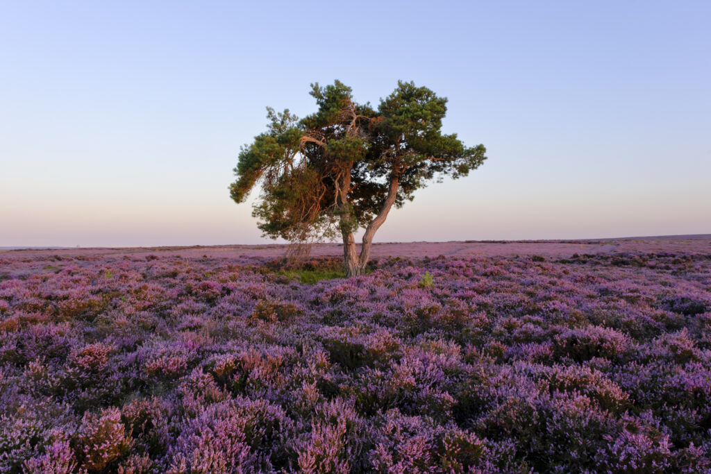 England, North Yorkshire, North York Moors National Park. A lone tree on Egton Moor, surrounded by flowering purple heather in mid August.