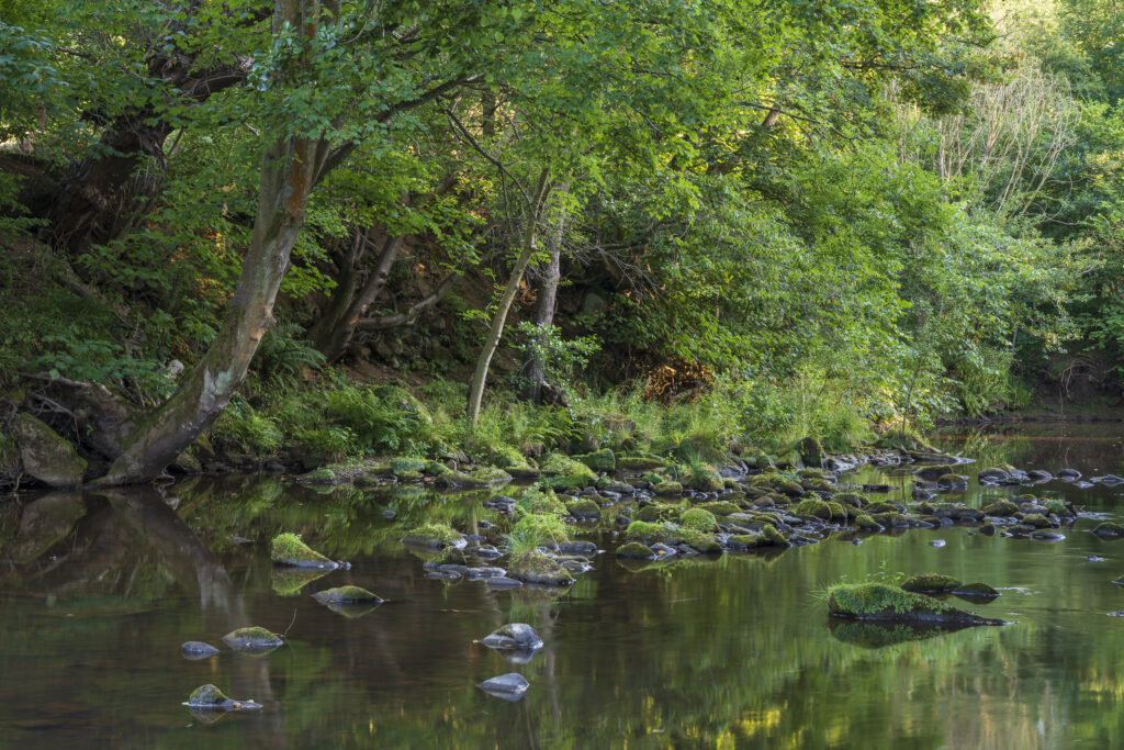 England, North Yorkshire, North York Moors National Park. Woodland surrounding the River Esk near Egton Bridge in the National Park