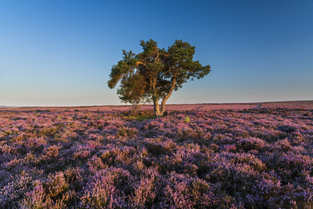 England, North Yorkshire, North York Moors National Park. A lone tree on Egton Moor, surrounded by flowering purple heather in mid August.