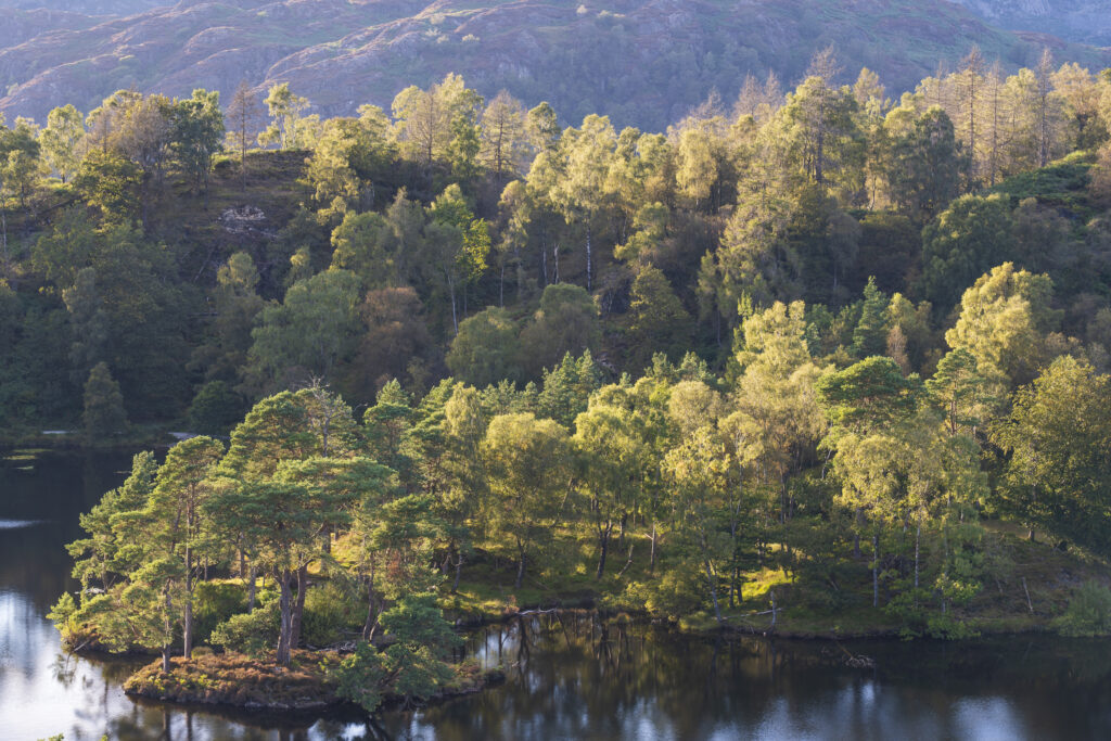 England, Cumbria, Lake District National Park. Tarn Hows a popular tourist destination once owned by Beatrix Potter and almost a totally artificial landmark.