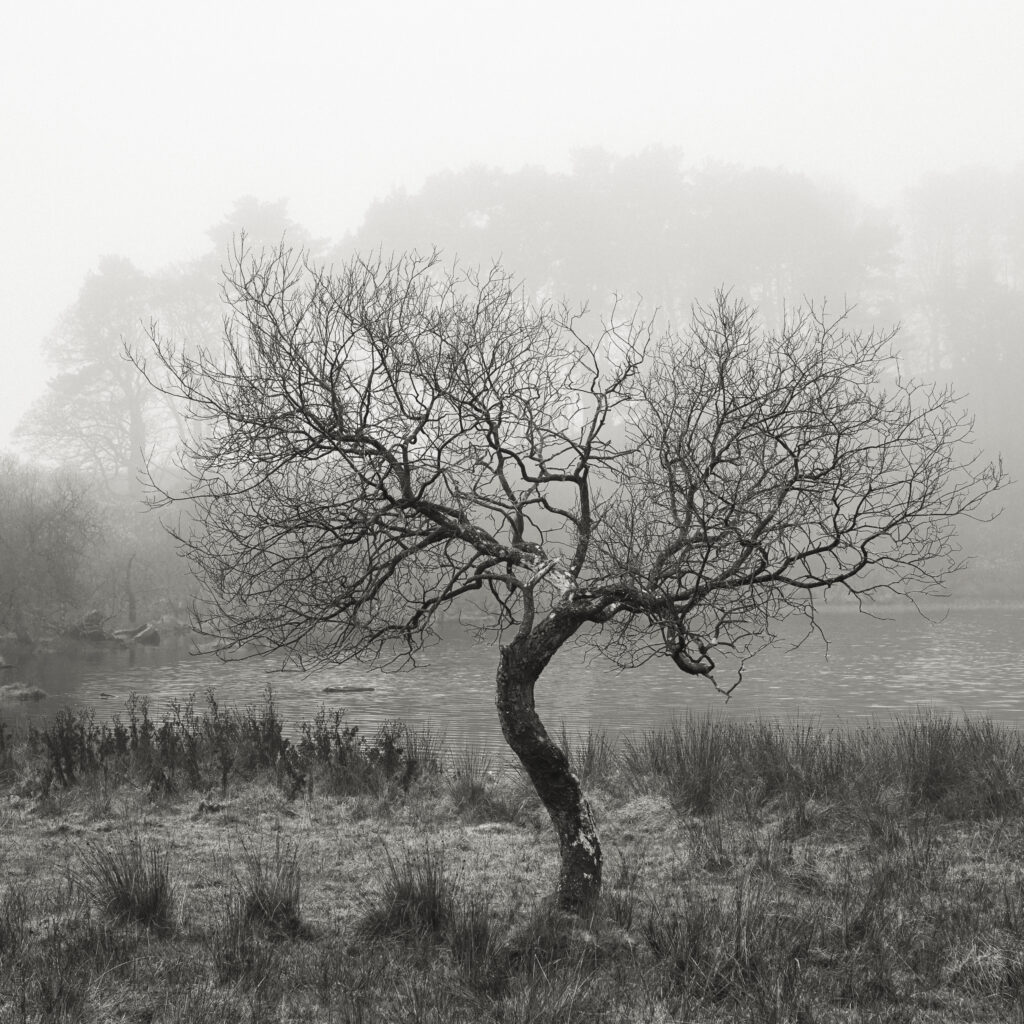 England, Northumberland, Hadrian's Wall. A misty morning near Hadrians Wall, a world heritage site located within the Northumberland National Park.