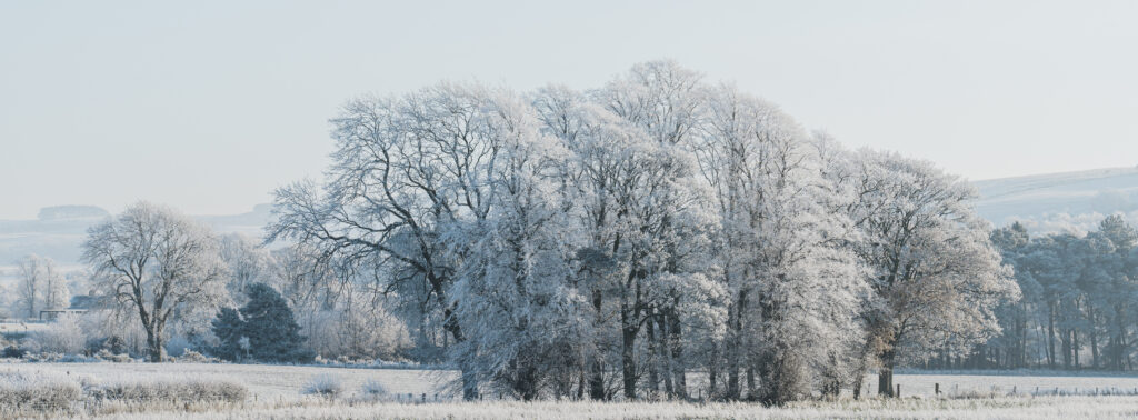 England, Northumberland, Bardon Mill. Hoar frost on woodland in countryside near the River South Tyne in Tynedale.