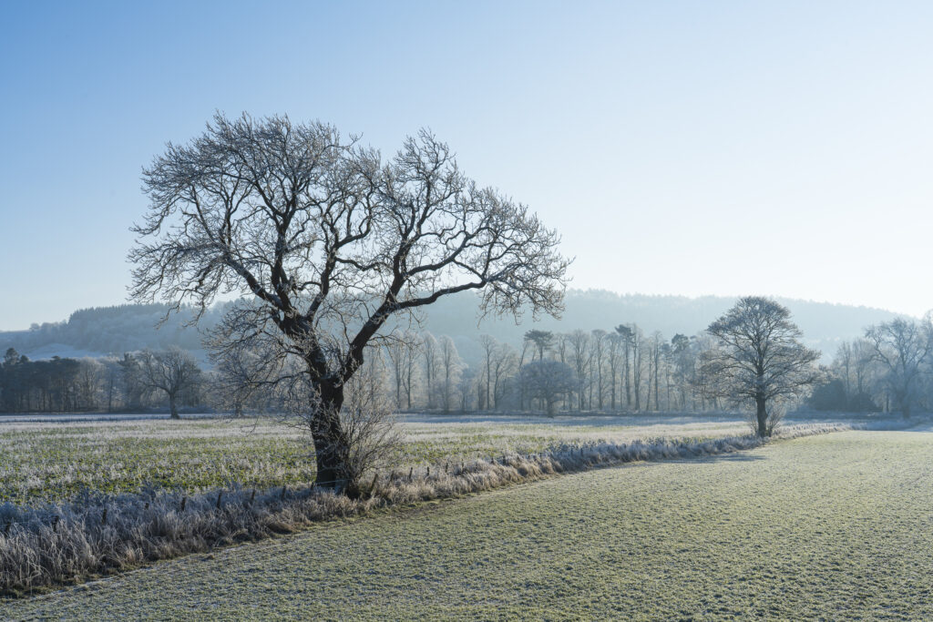 England, Northumberland, Bardon Mill. Hoar frost on woodland in countryside near the River South Tyne in Tynedale.