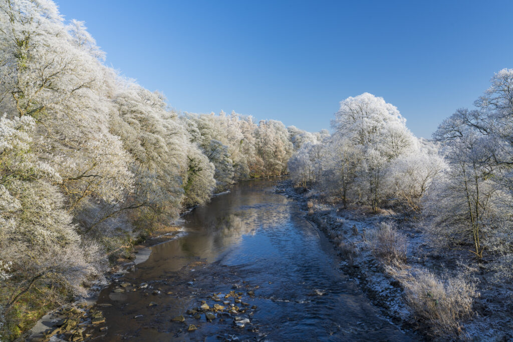 England, Northumberland, Bardon Mill. Hoar frost on woodland in countryside near the River South Tyne in Tynedale.