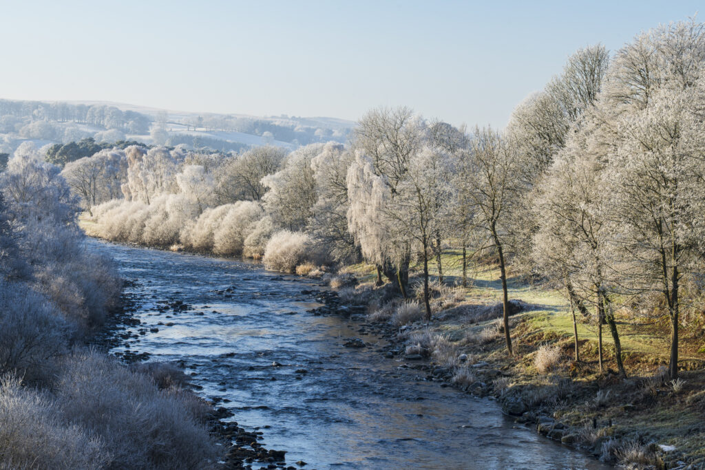 England, Northumberland, Bardon Mill. Hoar frost on woodland in countryside near the River South Tyne in Tynedale.