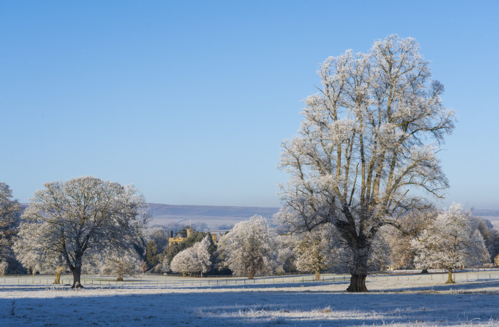 England, Northumberland, Bardon Mill. Hoar frost on woodland in countryside near the River South Tyne in Tynedale.