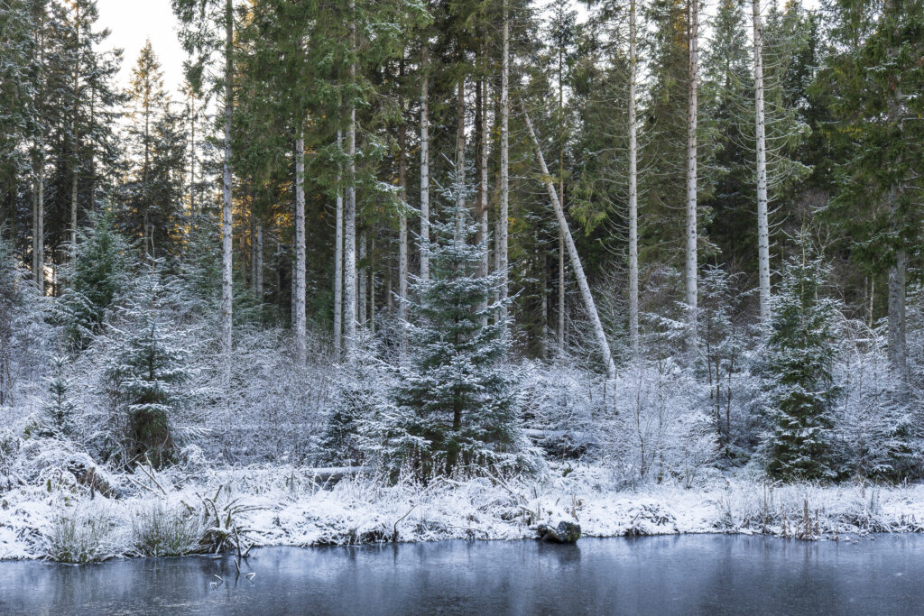England, Northumberland, Kielder Water & Forest Park. The snow covered landscape of the Bakethin Nature Reserve (Conservation area) in Northern Kielder.
