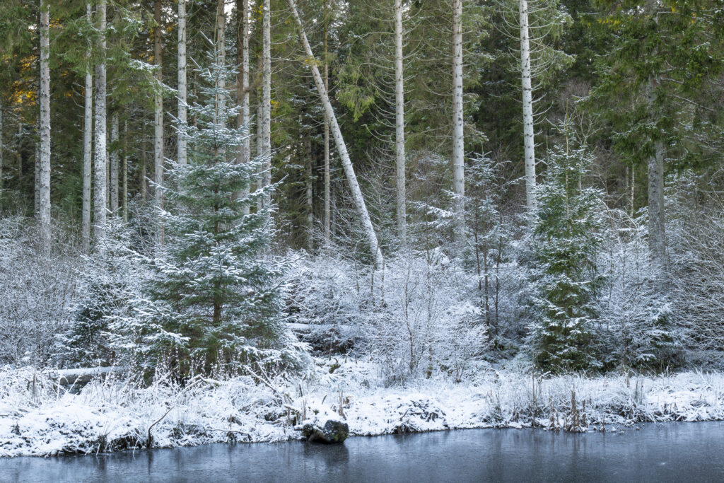 England, Northumberland, Kielder Water & Forest Park. The snow covered landscape of the Bakethin Nature Reserve (Conservation area) in Northern Kielder.