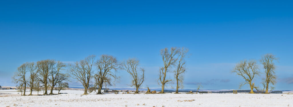 England, Northumberland National Park, Tyne Valley. Panoramic view of a group of trees surrounded by a fresh snowfall, located in the heart of Hardian's Wall Country.
