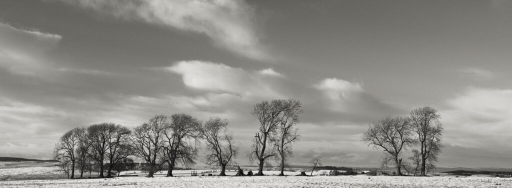 England, Northumberland National Park, Tyne Valley. Panoramic view of a group of trees surrounded by a fresh snowfall, located in the heart of Hardian's Wall Country.