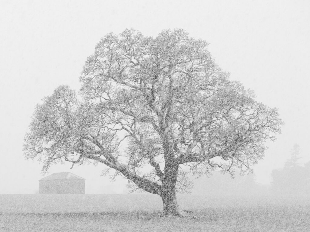 England, County Durham, Barnard Castle. A spring snowfall creates blizzard like conditions on farm land near Barnard Castle.