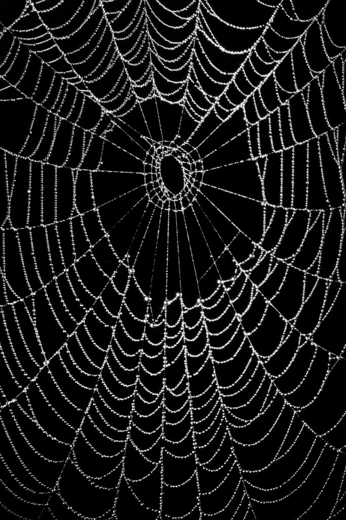 England, Northumberland, Spiders Web. Water doplets from a heavy mist and fog on a spiders web in Northumberland.