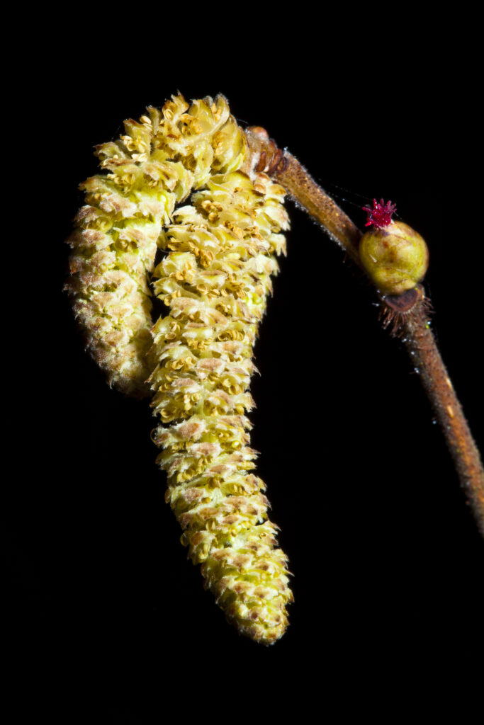 England, Northumberland, Plessey Woods Country Park. Hazel Catkins photographed against a black background.