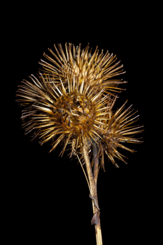 England, Northumberland, Plessey Woods Country Park. Burdock seeds photographed against a black background.