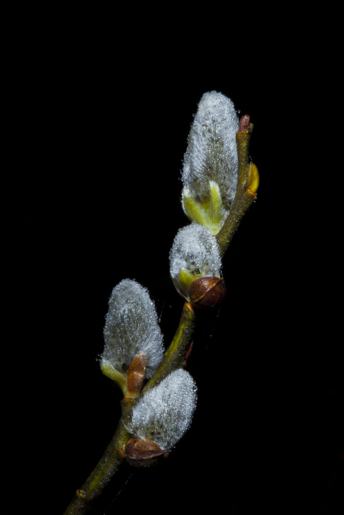 England, Northumberland, Plessey Woods Country Park. Willow Catkins photographed against a black background.