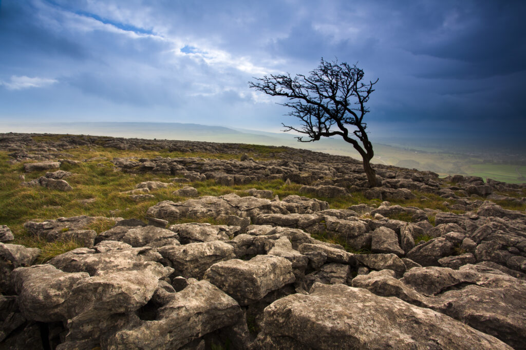 England, North Yorkshire, Twistleton Scar. Limestone pavement and Hawthorn Tree at Twistleton Scar in the Yorkshire Dales National Park.
