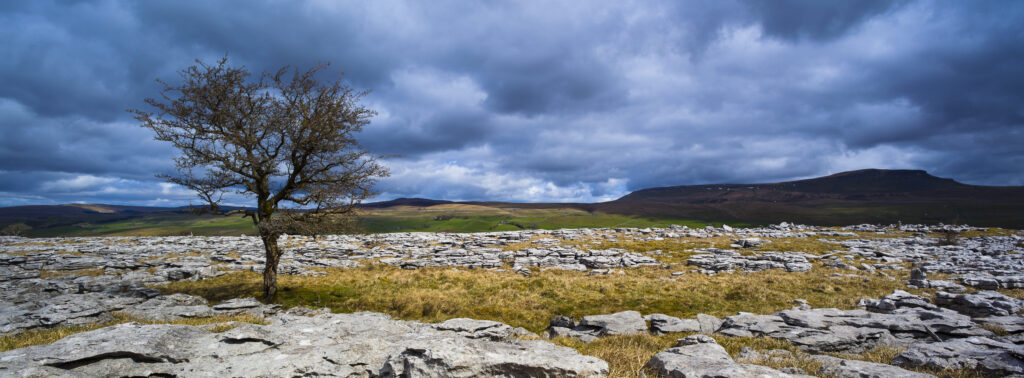 England, North Yorkshire, Yorkshire Dales National Park. Lone tree and limestone pavement in the area known as Moughton Scars near the small village of Horton in Ribblesdale.